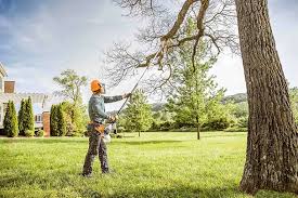 Best Tree Health Inspection  in Gila Bend, AZ