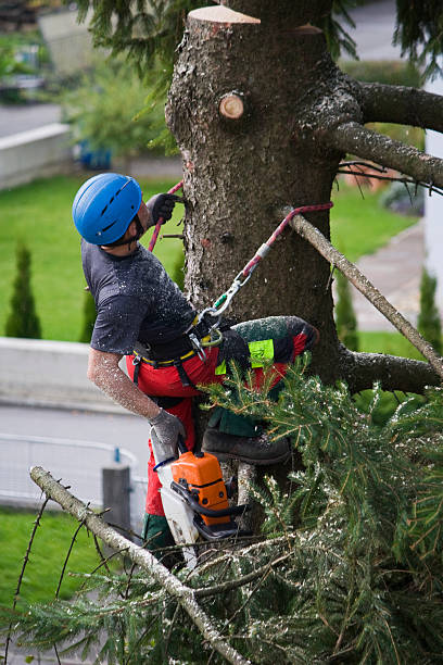 How Our Tree Care Process Works  in  Gila Bend, AZ